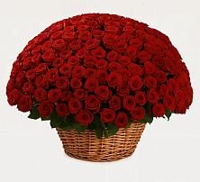 251 Премиум красная роза в Вятских Полянах Премиум букет из: Розы в Вятских Полянах